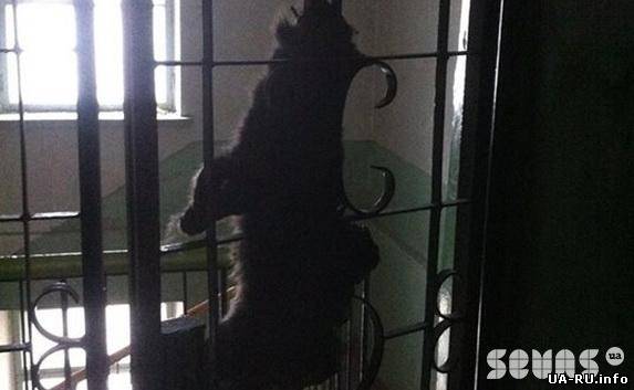 Белоцерковцу в Севастополе под Новый год на дверь повесили дохлую кошку