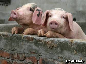 Россия блокирует экспорт свинины из стран ЕС - польские эксперты утверждают, что это месть за помощь Украине