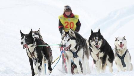 Гонка на собачьих упряжках "Берингия" стартует 21 февраля на Камчатке