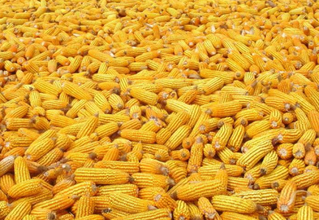 Кукурузу и сою из США в Россию больше ввозить не будут