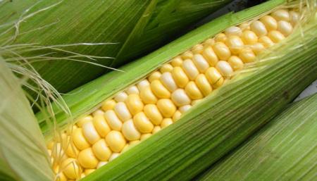 Кукурузу и сою из США в Россию больше ввозить не будут