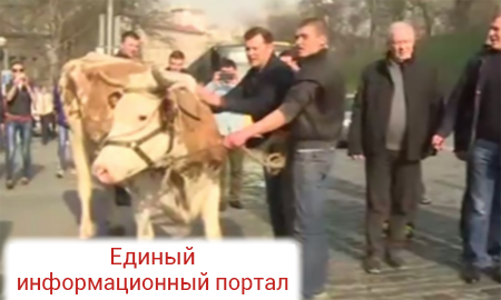 Стадо коров с Ляшко во главе митингуют под Кабмином