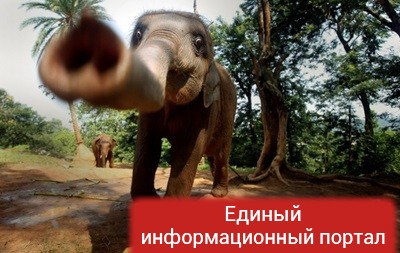 В Китае на людей напал азиатский слон