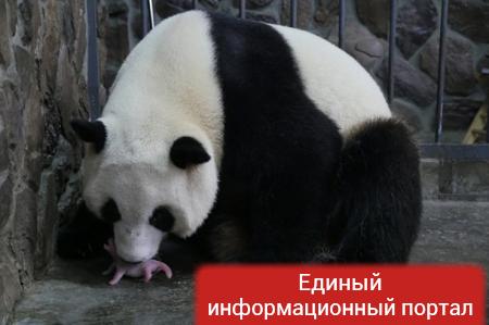 Родилась первая в этом году панда