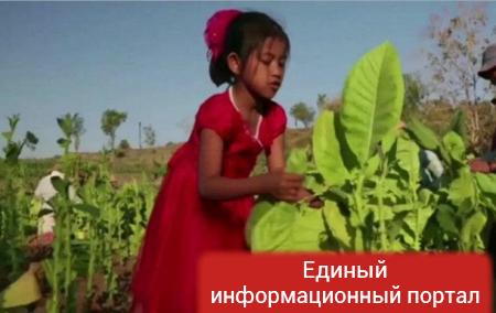 СМИ показали труд детей на табачных плантациях