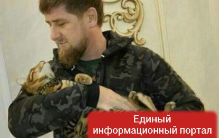 Ведущий HBO призвал срочно найти кошку Кадырова