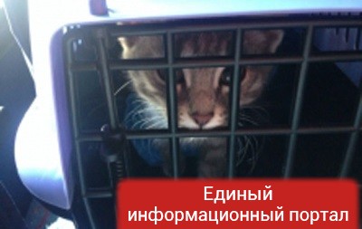 В России арестовали кота