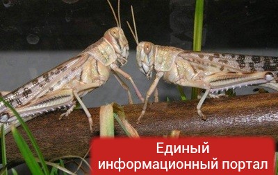 Новый вид саранчи атакует Черноморское побережье РФ