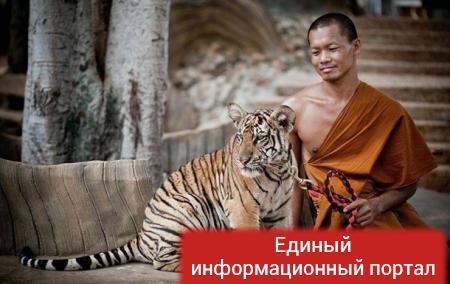В буддийском храме в Таиланде нашли 40 мертвых тигрят