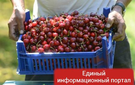 В России бульдозером уничтожили 46 тонн черешни и яблок