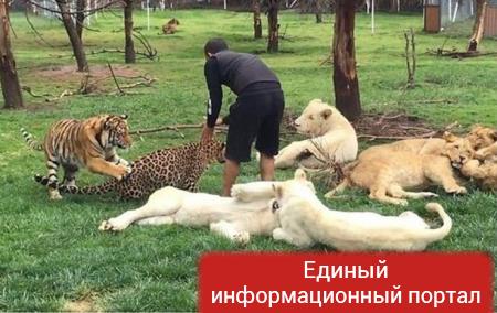 Тигр спас зоолога от ягуара