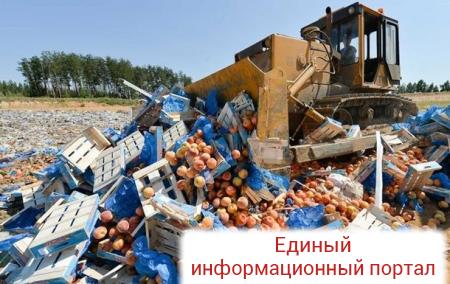 В РФ подсчитали количество уничтоженной санкционной еды