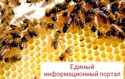 2,5 миллиона пчел случайно уничтожили в Южной Каролине