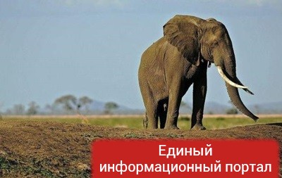 На конференции в ЮАР не могут договориться о защите слонов