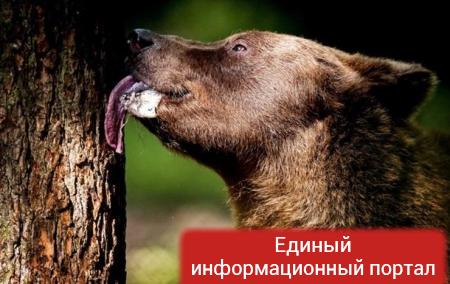 Медведь сорвал чемпионат грибников в Латвии