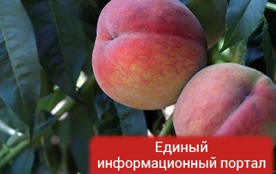 РФ снимает ограничения на ввоз фруктов из Турции