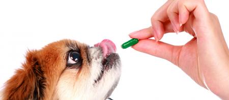 Витамины для собак