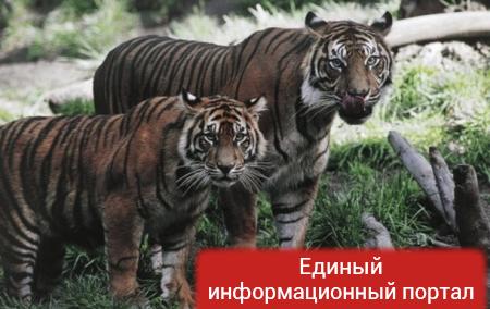 На улицах Владивостока ищут тигра