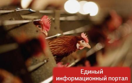 В Китае из-за птичьего гриппа остановили торговлю курятиной