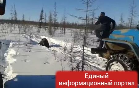 В России медведя раздавили грузовиками