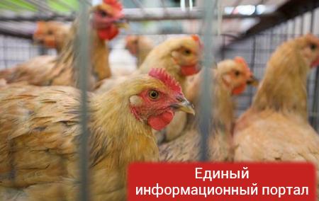 На острове Тайвань уничтожили 16 тысяч куриц из-за гриппа