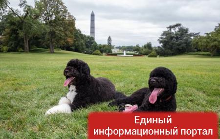 Собака Обамы покусала гостью Белого дома − СМИ