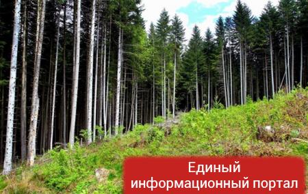 ЕС напомнил Раде об отмене запрета на вывоз леса
