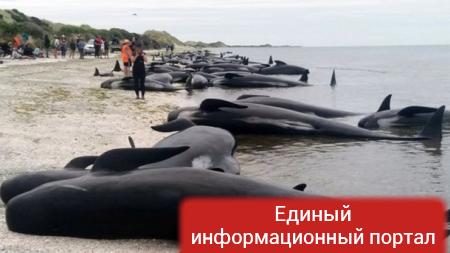 В Новой Зеландии на берег выбросились сотни китов