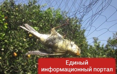 На британской базе на Кипре убиты почти миллион птиц