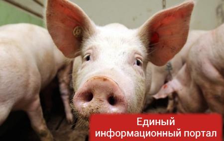 Чума свиней добралась до Сибири