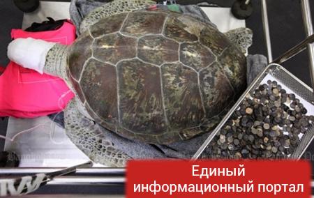В Таиланде умерла съевшая 915 монет черепаха