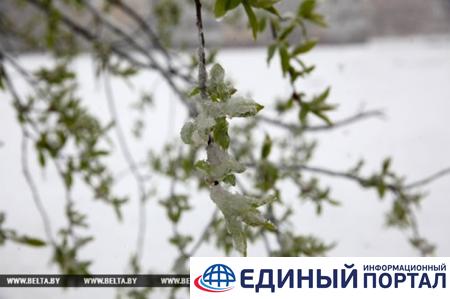 Белорусов на Пасху засыпало снегом