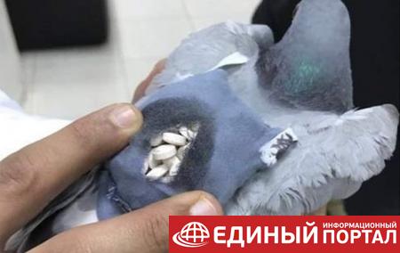 В Кувейте поймали голубя с мешком наркотиков