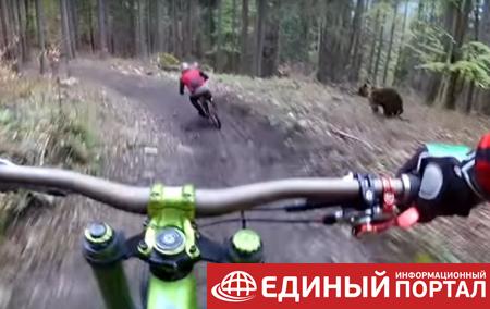 Видео гонки медведя за велосипедистом стало хитом