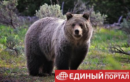 Жителям Москвы запретят держать дома медведей – СМИ