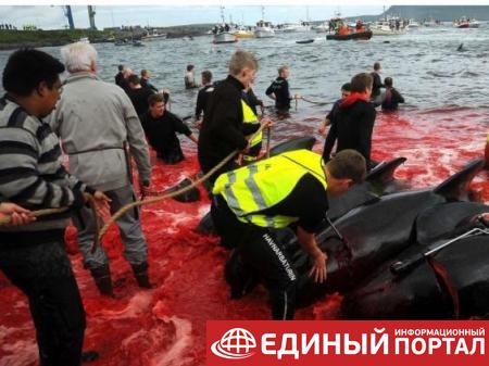 На Фарерских островах начался массовый забой китов