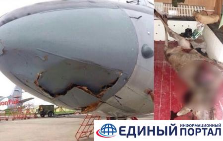 В России самолет Росгвардии сбил лося
