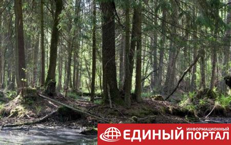 Суд ЕС запретил Польше рубить лес в Беловежской пуще