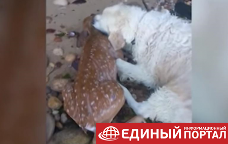 В США пес спас тонущего олененка