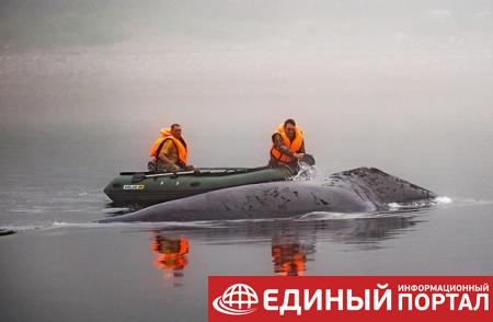 Кит, севший на мель в реке РФ, вернулся в море