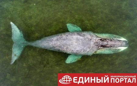 Кит, севший на мель в реке РФ, вернулся в море