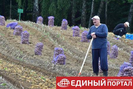 Лукашенко копал в выходные картошку
