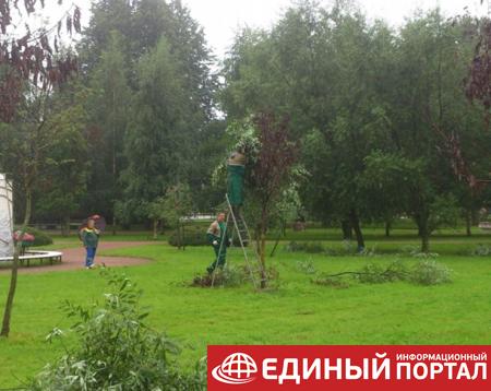 "Озеленили": в РФ коммунальщики скотчем примотали ветки к деревьям