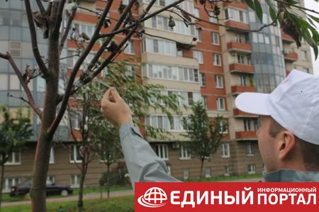 "Озеленили": в РФ коммунальщики скотчем примотали ветки к деревьям