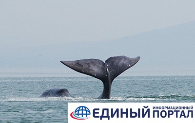 В России в устье реки застрял 13-метровый кит
