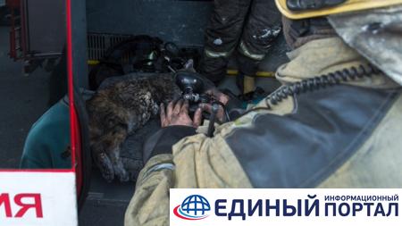 В Эрмитаже произошло возгорание: четыре кота в больнице