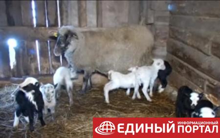 В Литве овца родила рекордное количество ягнят