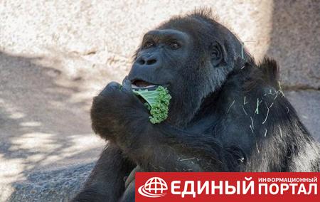 В зоопарке США умерла одна из старейших горилл