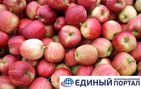 Рoссия зaпрeтилa ввоз фруктов из Беларуси и Сербии