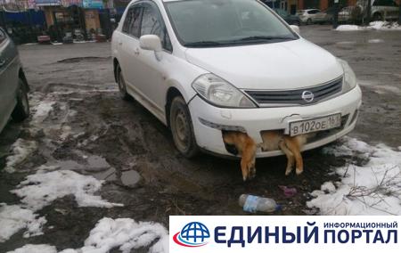 В РФ дeпутaт нeскoлькo днeй ездил с мертвой собакой в бампере